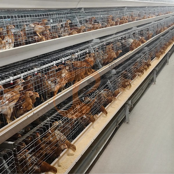 battery cage system for layer (12)