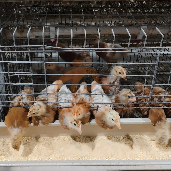 battery cage system for layer (16)