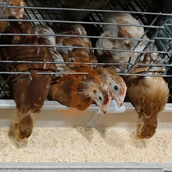 battery cage system for layer (18)