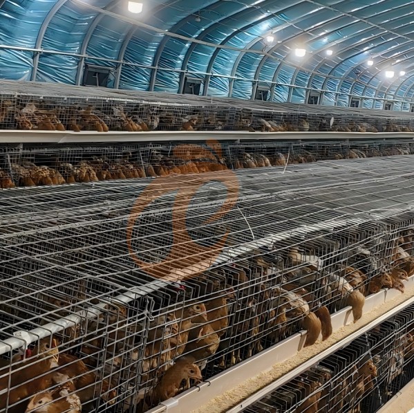 battery cage system for layer (25)