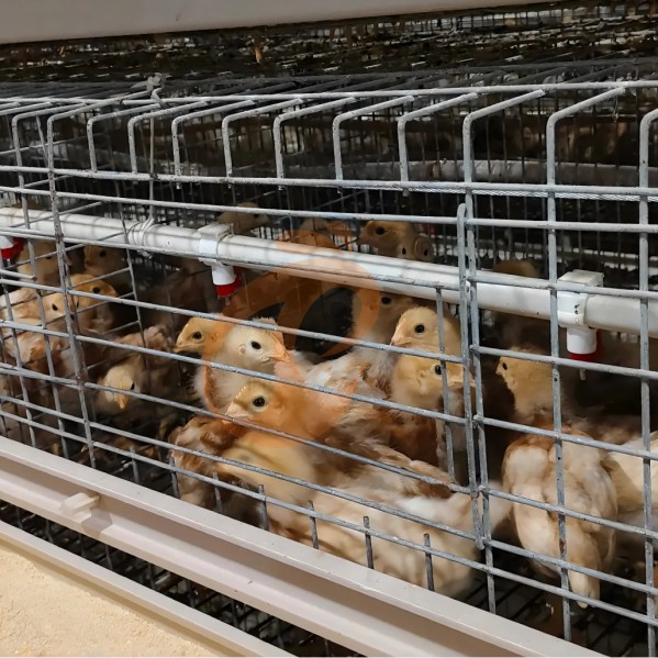 battery cage system for layer (31)