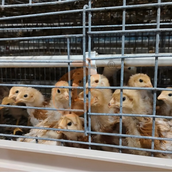battery cage system for layer (33)