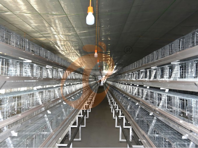 battery cage system for brooder (2)