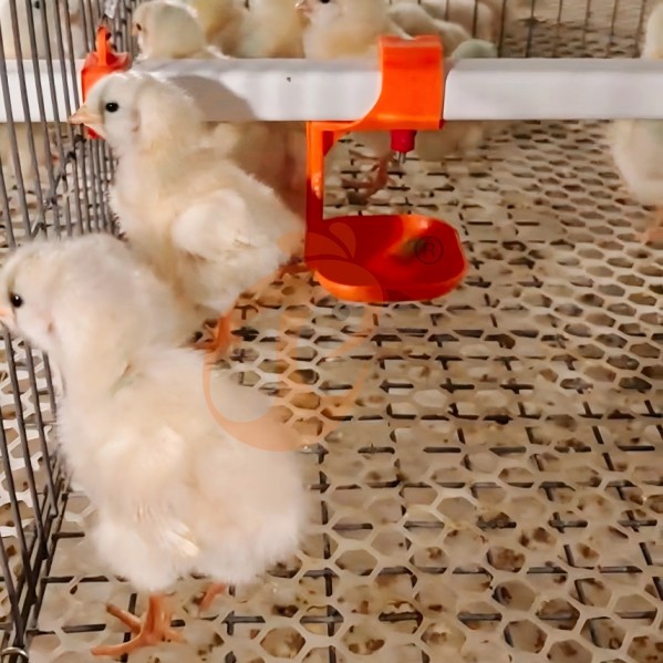 battery cage system for brooder (1)