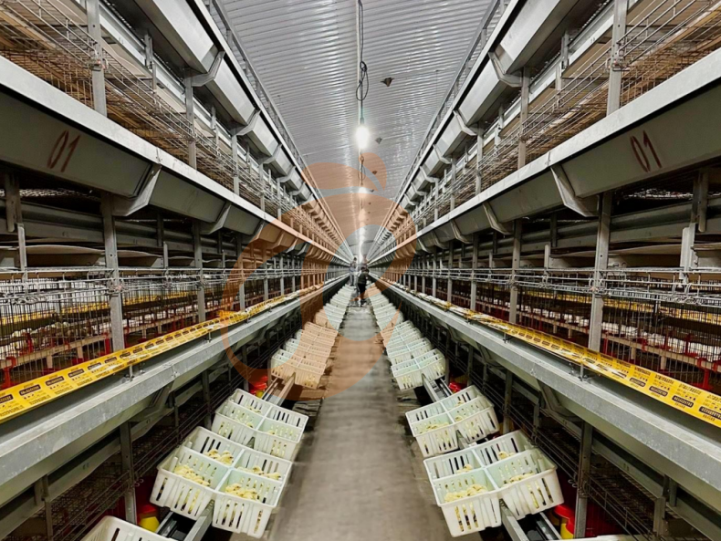 Automatic H Frame Brooder Battery Cage System