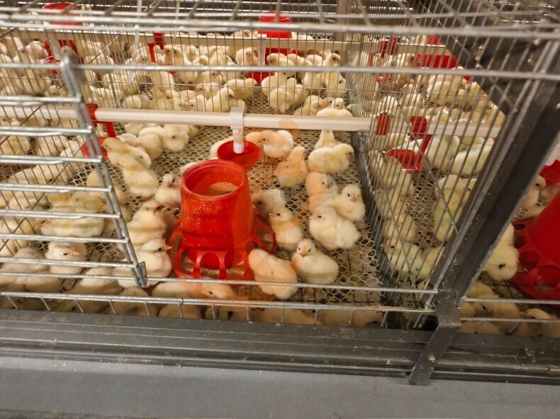 Automatic H Frame Brooder Battery Cage System