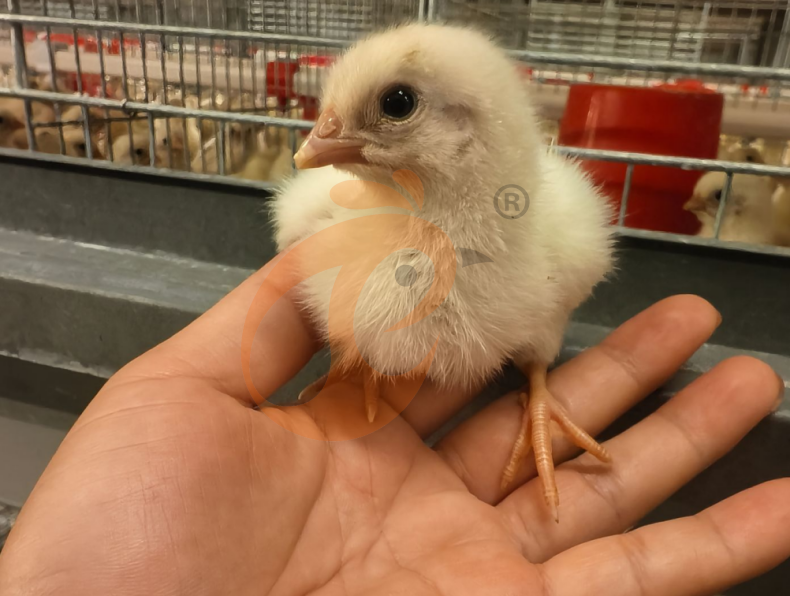 Automatic H Frame Brooder Battery Cage System