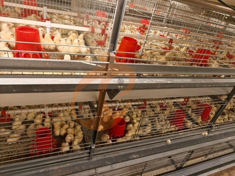 Automatic H Frame Brooder Battery Cage System