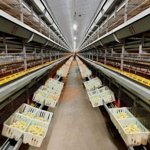 battery cage system for brooder (4)