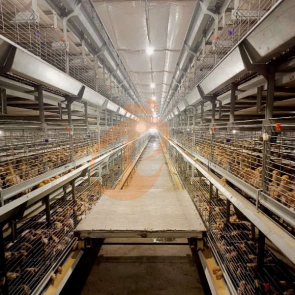 battery cage system for brooder (9)