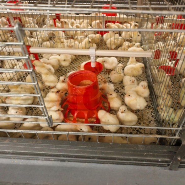 battery cage system for brooder (11)