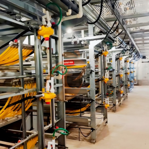 battery cage system for brooder (13)