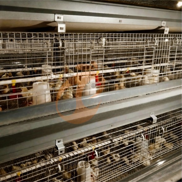 battery cage system for brooder (19)