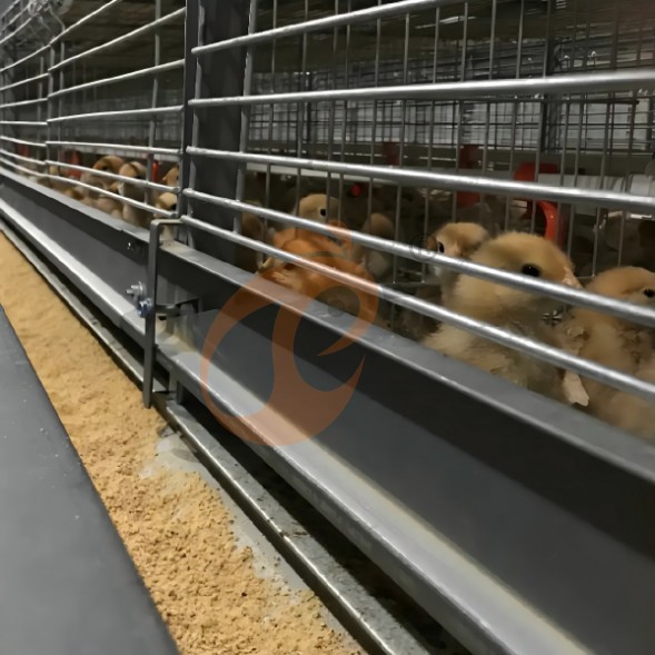 battery cage system for brooder (20)