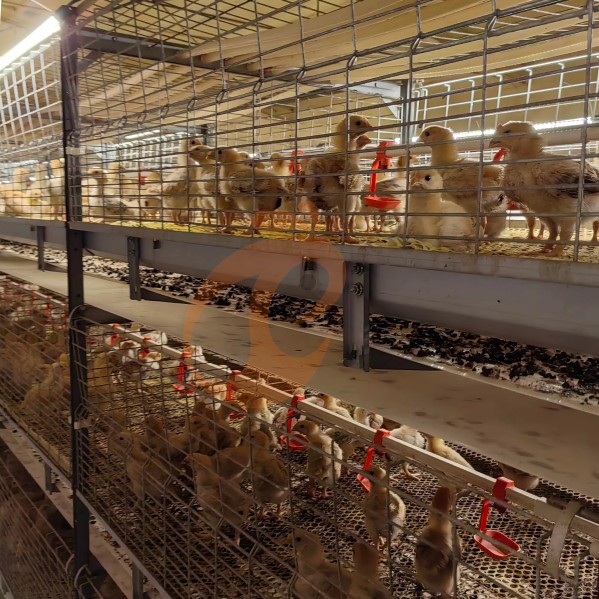 Battery cage system for brooder (10)