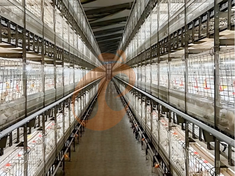 battery cage system for broiler (4)