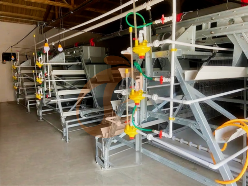 Manual Broiler Harvest, Automatic A Frame Broilers Battery Cage System