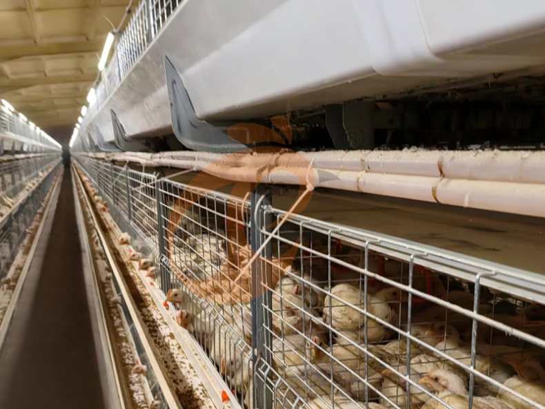 Who Should Use A Battery Cage System For Broilers? Market Value Analysis