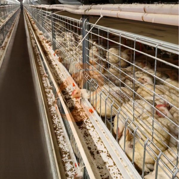 battery cage system for broiler (17) battery cage system for broiler (17)