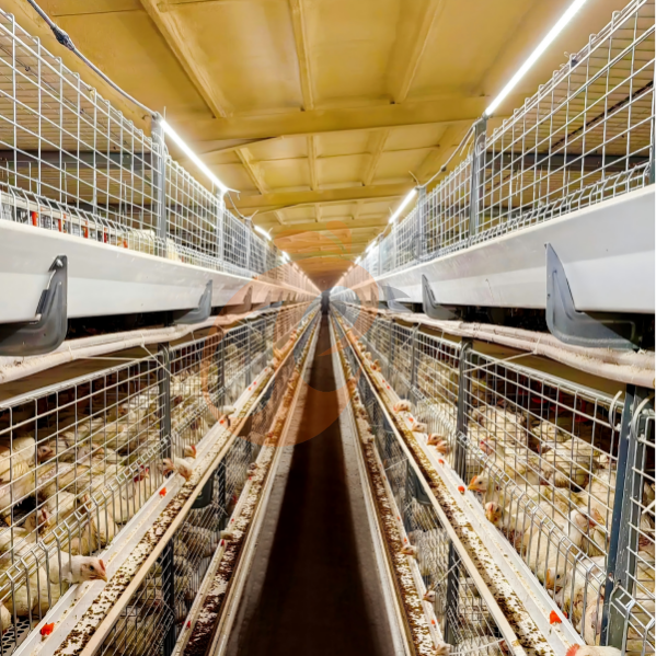 Comparing 5 Broiler Cage Materials: Galvanized Vs Stainless Steel