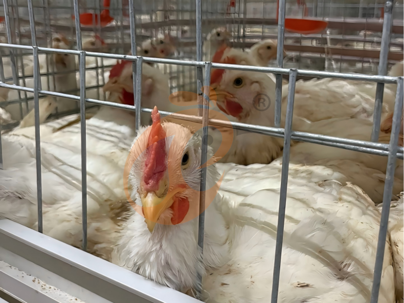 Manual Broiler Harvest, Semi Automatic A Frame Broiler Battery Cage System