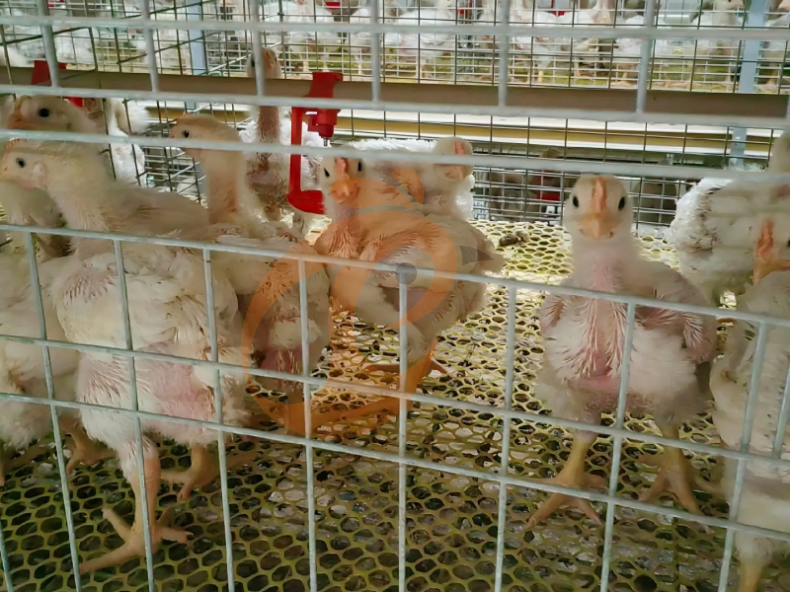 Manual Broiler Harvest, Semi Automatic A Frame Broiler Battery Cage System