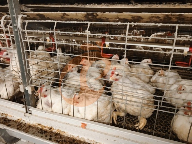 Manual Broiler Harvest, Semi Automatic A Frame Broiler Battery Cage System