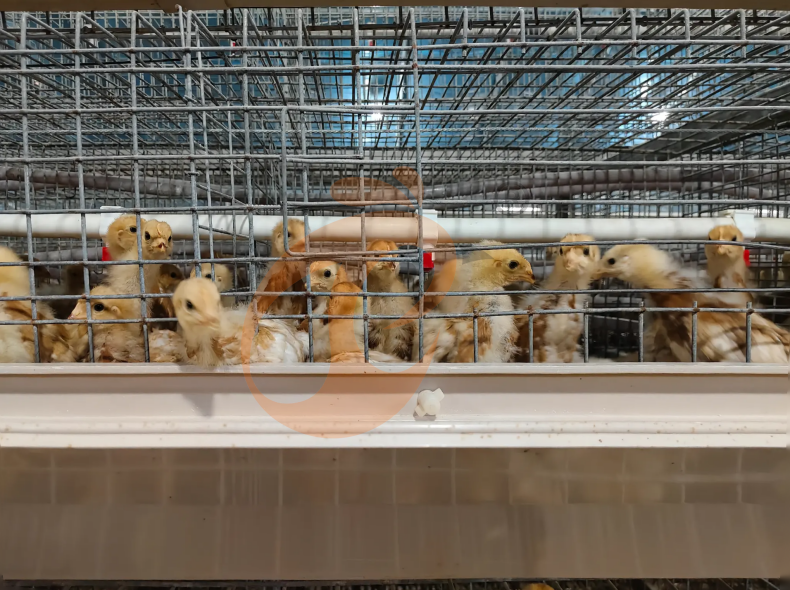 Manual Broiler Harvest, Semi Automatic A Frame Broiler Battery Cage System