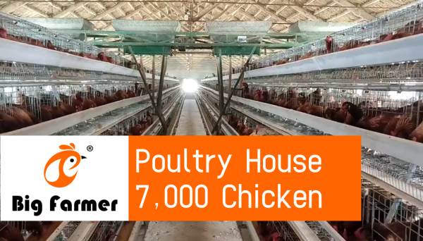 Thailand 7,000 Layers In Poultry Farm, Automatic Feeding System And A Type 4 Tiers Of Chicken Cage For Sale Thailand 7,000 Layers In Poultry Farm, Automatic Feeding System And A Type 4 Tiers Of Chicken Cage For Sale