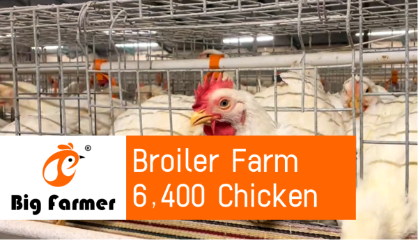 Philippines 6,400 Broilers In Poultry Farm, Automatic House Ventilation System And H Type 3 Tiers Of Chicken Cage For Sale