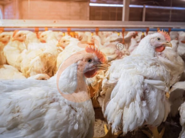 Broiler Deep Litter System