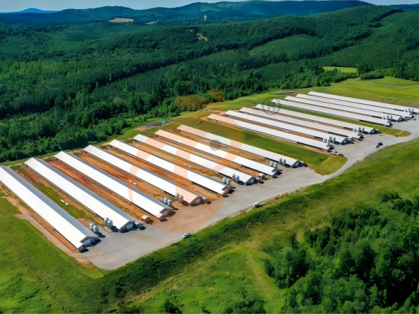 Prefab Steel Poultry House