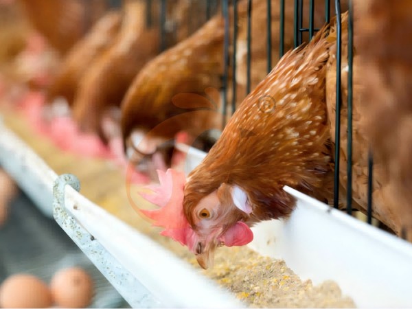 chicken battery cage poultry farm  (11)