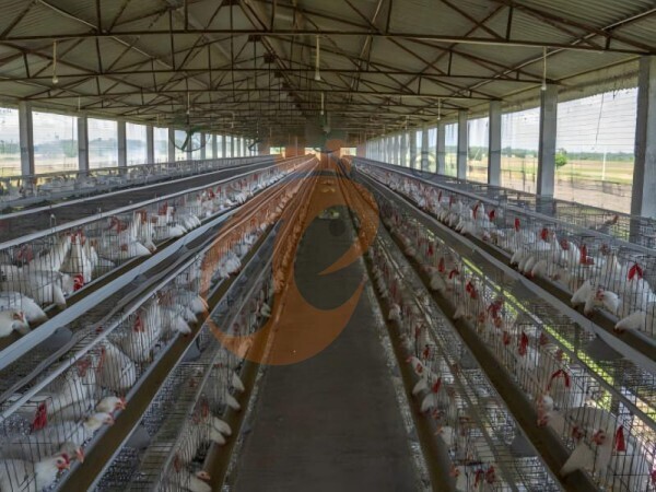 Types Of Chicken Cages: Comprehensive Guide To Cleaning Efficiency And Farm Productivity