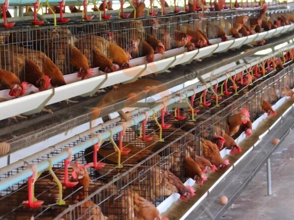 Cheapest High Quality Layer Cages For Sale In Nigeria