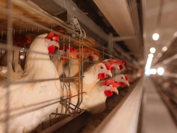 Broiler Chicken Cage Price & Benefits | 5 Key Tips For Meat Farms
