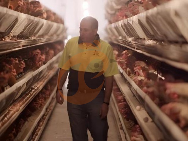 How To Upgrade A Traditional Farm With An A-Type Chicken Cage System In Ethiopia? 6 Cost-Effective Steps