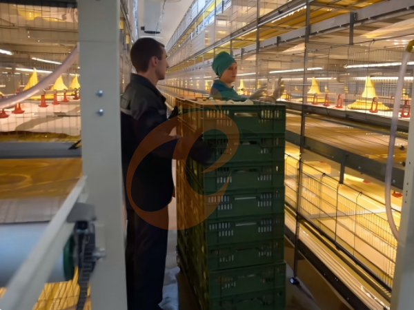 7 Simple Steps To Set Up Efficient Ethiopian H Type Layer Chicken Cage Systems