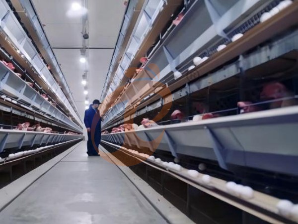 How Do Smart Ethiopian H Type Chicken Cage Systems Optimize Poultry Farm Management?