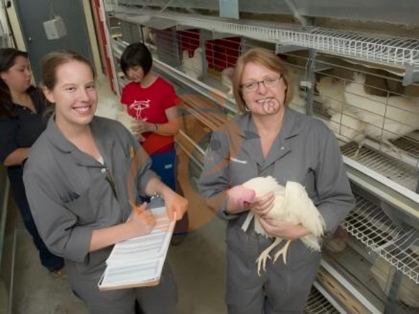 Automatic Vs Semi-Automatic Ethiopian H Type Chicken Cages: Which To Choose?