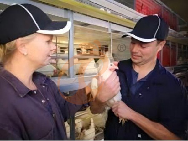 Ethiopian H Type Chicken Cages Vs A Type Poultry Cages: Which Suits Large Farms Better?