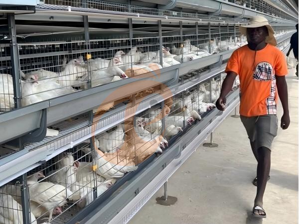 Ethiopian Poultry Cage Cost Per Bird Vs Total Project Cost: 5 Smart Comparisons