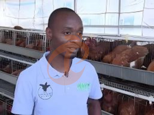 What Is The Best Watering System For An A Type Chicken Cage For Poultry In Ethiopia? 4 Reliable Options