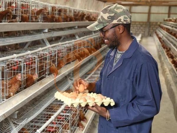Why Choose An A-Type Poultry Chicken Cage System? 6 Proven Farm Benefits In Ethiopia
