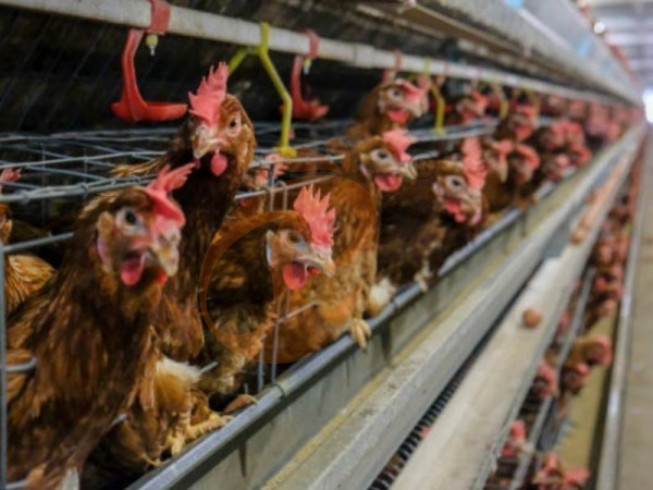 How To Choose A Type Chicken Cages | 6 Practical Steps & Cost Guide In Ethiopia