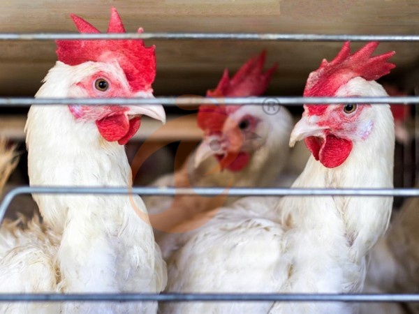 What Is The Best Layout For An A-Type Chicken Cage System In Ethiopia? 5 Space-Optimized Designs