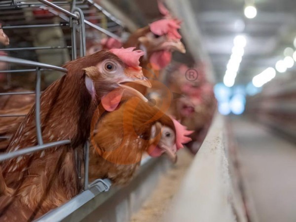 Why Ethiopian Poultry Cage Prices Vary So Much? 5 Hidden Cost Reasons