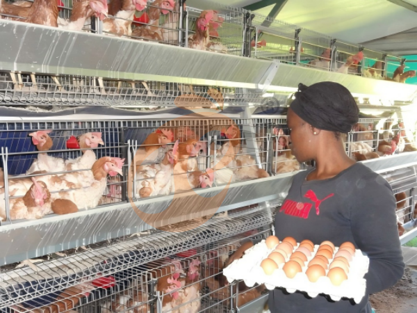 What Is The Average Egg Production In An A Type Chicken Cage For Layers In Ethiopia? 5 Indicators