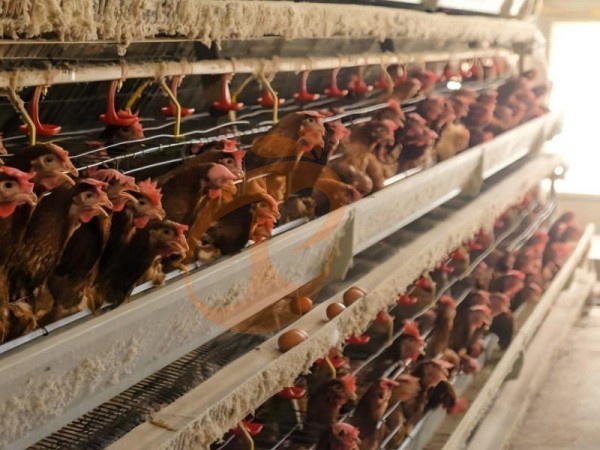 What Is The Ideal Stocking Density For An A Type Chicken Cage For Layers In Ethiopia? 5 Practical Tips