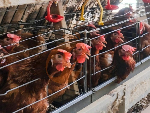 How Does An A Type Chicken Cage For Layers Work In Ethiopia? 5 Practical Facts Explained